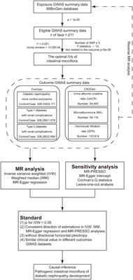 Assessing the causal relationship between gut microbiota and diabetic nephropathy: insights from two-sample Mendelian randomization